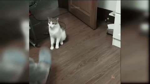 Cats cute cat - funny cat - baby cat