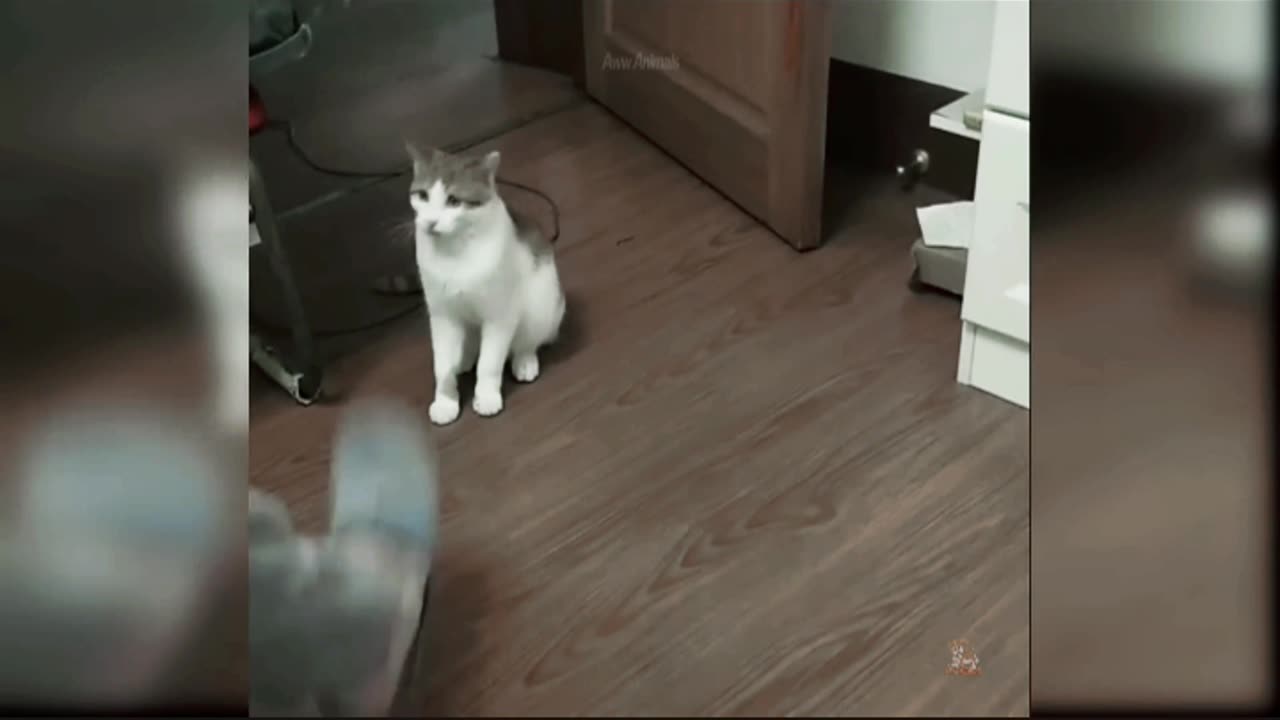 Cats cute cat - funny cat - baby cat