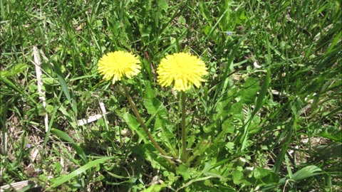 Root Vegetables Dandelion Sept 2022