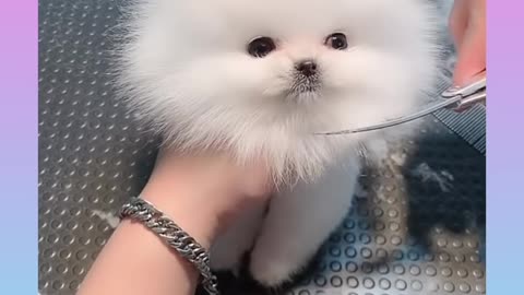 Cute dog