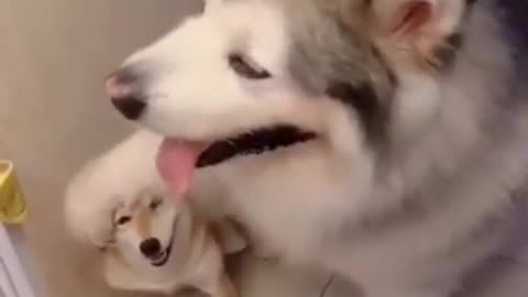 Cute and Funny Dog