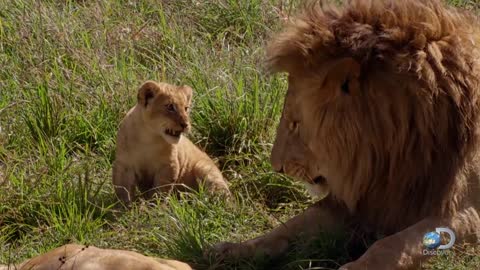 Adorable Lion Cubs Frolic as their Parents Look On