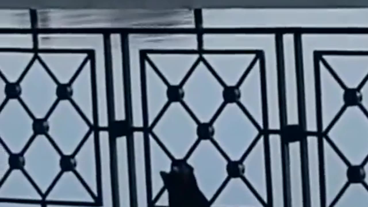 Bard's & cat funny moment