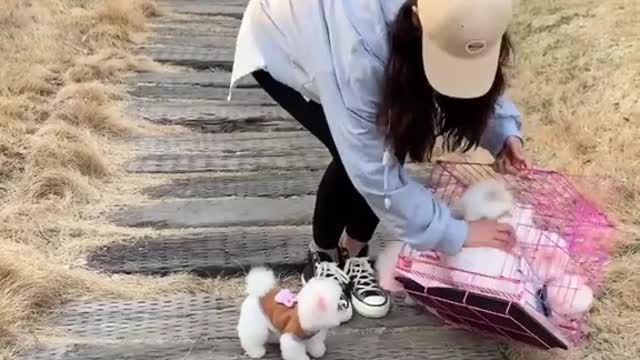 Baby Cute and Funny Dog Videos Compilation |Dog Lover Vlog | #Shorts