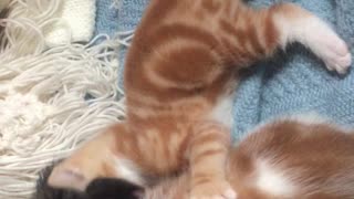 Adorable Triple Kitten Fight .... Fangs Of Fury!