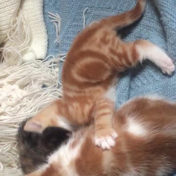Adorable Triple Kitten Fight .... Fangs Of Fury!