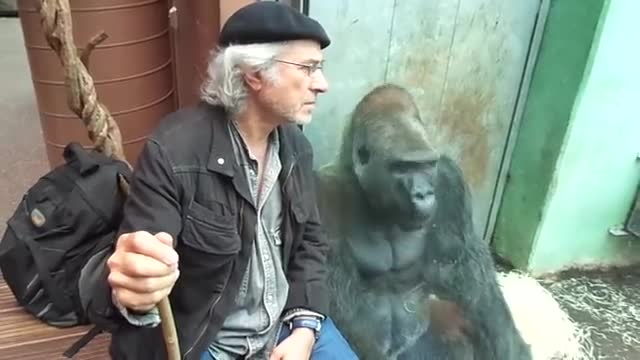 Gorilla Silverback Roututu meets his friend -