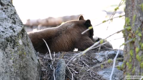 Mother Black Bear & Her Adorable Bear Cub in Sequoia National Park - California