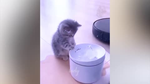 New Funny Animals 😅 Funniest Cats and Dogs Videos 2023 😹🐶 Part 2