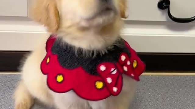 I just want to find stone of dog's gallbladderTo really love it