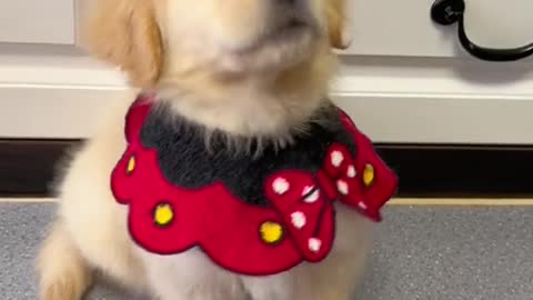 I just want to find stone of dog's gallbladderTo really love it