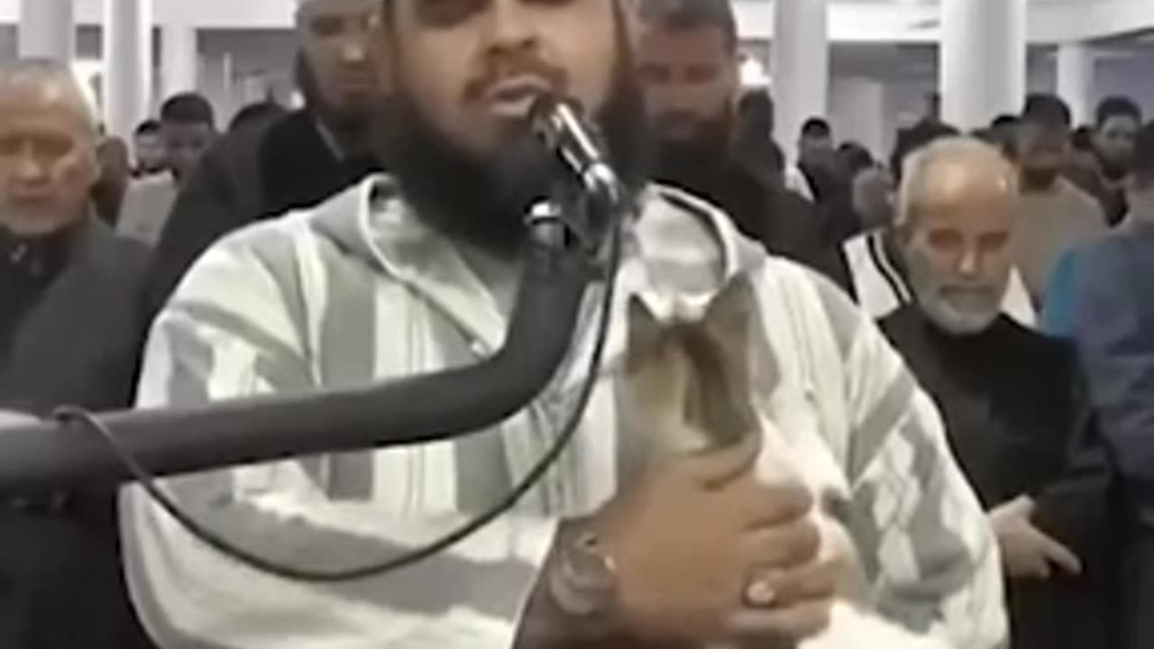 Cat amazing action