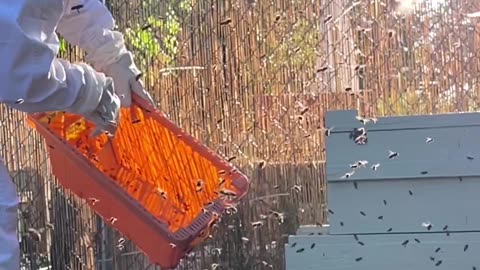 BEES and PTSD