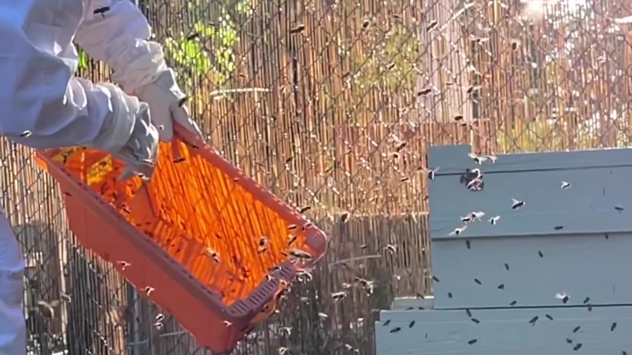 BEES and PTSD