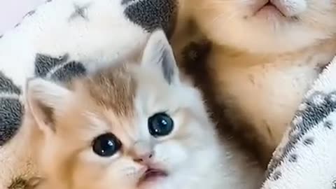 Funny and Most Cute Cat