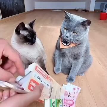 Funny cat's