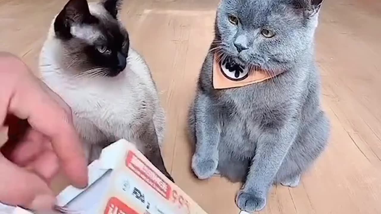 Funny cat's