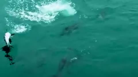 Dolphin playfully jumps through water