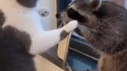 Trending Cute Cats Funny Reels