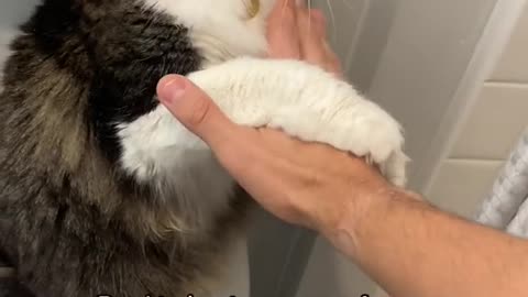 Pawl trying to save me from the shower since he is scared of water