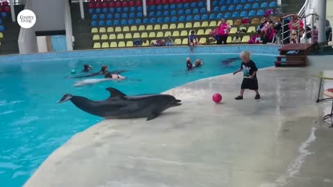 Adorable Toddler Plays Fetch With Playful Dolphin | Country Living