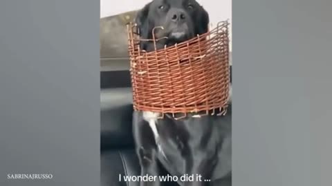 Funny dog videos 2024🤣