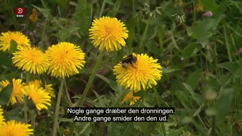 Naturligvis 3 insekter med bolignød