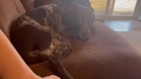 Funny cute dog