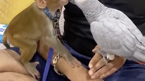 Funny Status Video | entertainment funny status video | funny monkey status | kissing video | comedy