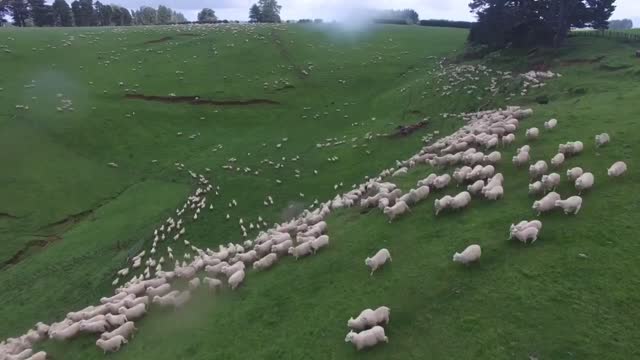 Amazing New Zealand Sheep Farm