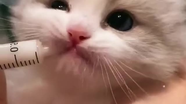 Awww Cute Baby Cat Kitten| Cute Kitten| Cute Cat| Cute Animal #animallovers