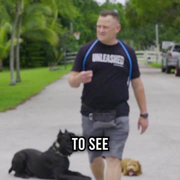 Obedience Test: 5 Month Old Labradoodle vs 2 Year Old Cane Corso