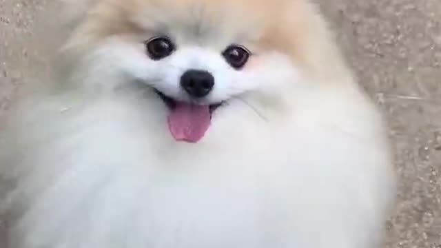 Cute cat funny video