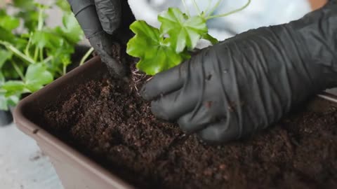 Grandpa's Gardening Hacks - 29+ Fast Growing Veggies