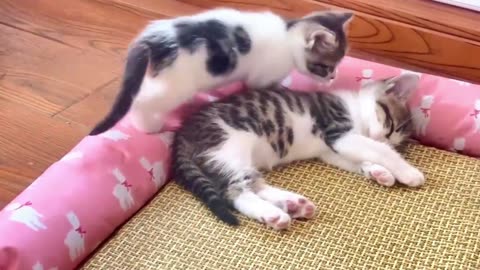 Funniest cats🐱In The World😂 Funny and Fails Pets Video #shorts #54 #cats #funny #animals