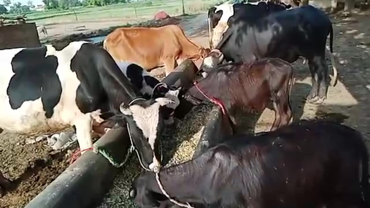 This is beautiful cow and befflo