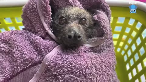 Baby flying-foxes growing up Auntie Jack shows us her babies