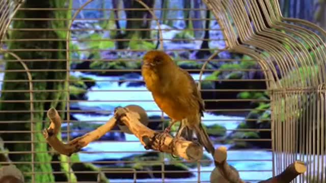 Watch this very cool bird sang