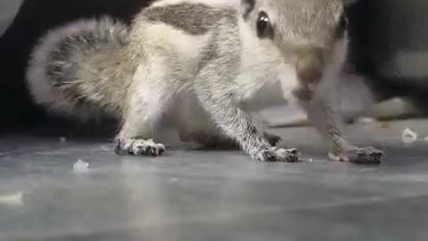 Squirrel