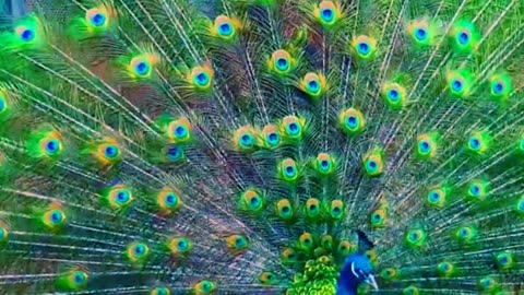 Wow Beautiful Peacock