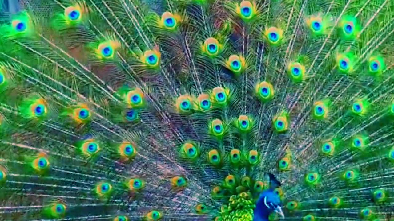 Wow Beautiful Peacock