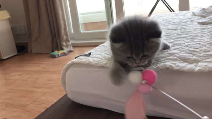 A cute kitten playing with a butterfly doll.