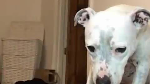 Funny Animals | part # 1 #shorts