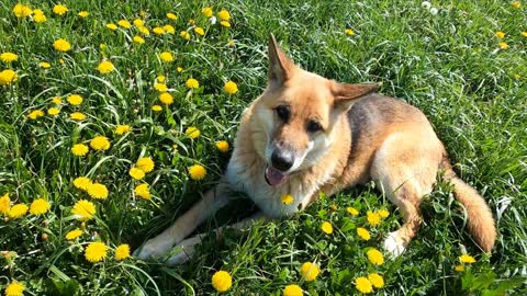 Beautiful German Shepherd