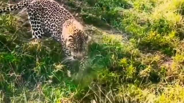 Leopard Try To Hunts Baby Porcupine.