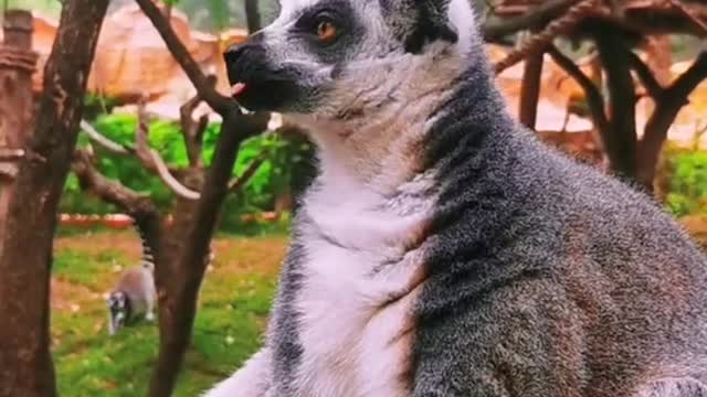 The lemur