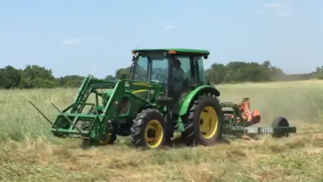 Daughter Cutting Hay