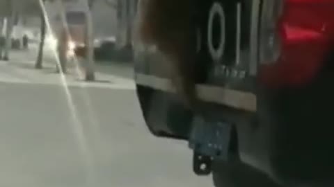 cute dog jump into car