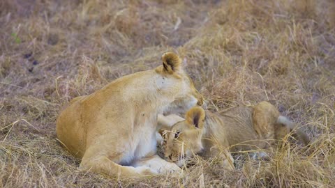 Amazing Lions Collection