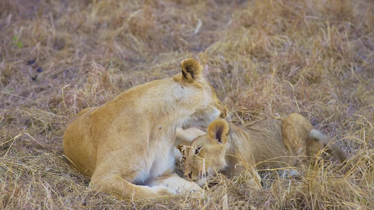 Amazing Lions Collection
